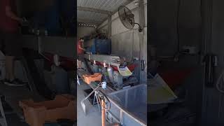 Processing Pecans 🌰(size 3)