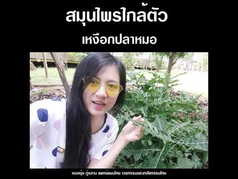 RE.67 สมุนไพรใกล้ตัว "ใบเหงือกปลาหมอ" ฤทธิ์ยา เค็มกร่อย ล้างพิษ ล้างมูกมัน ในลำไส้
