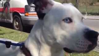 SKY - A0998185 SI