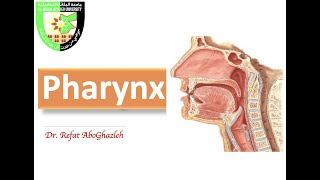 Anatomy of Pharynx screenshot 4