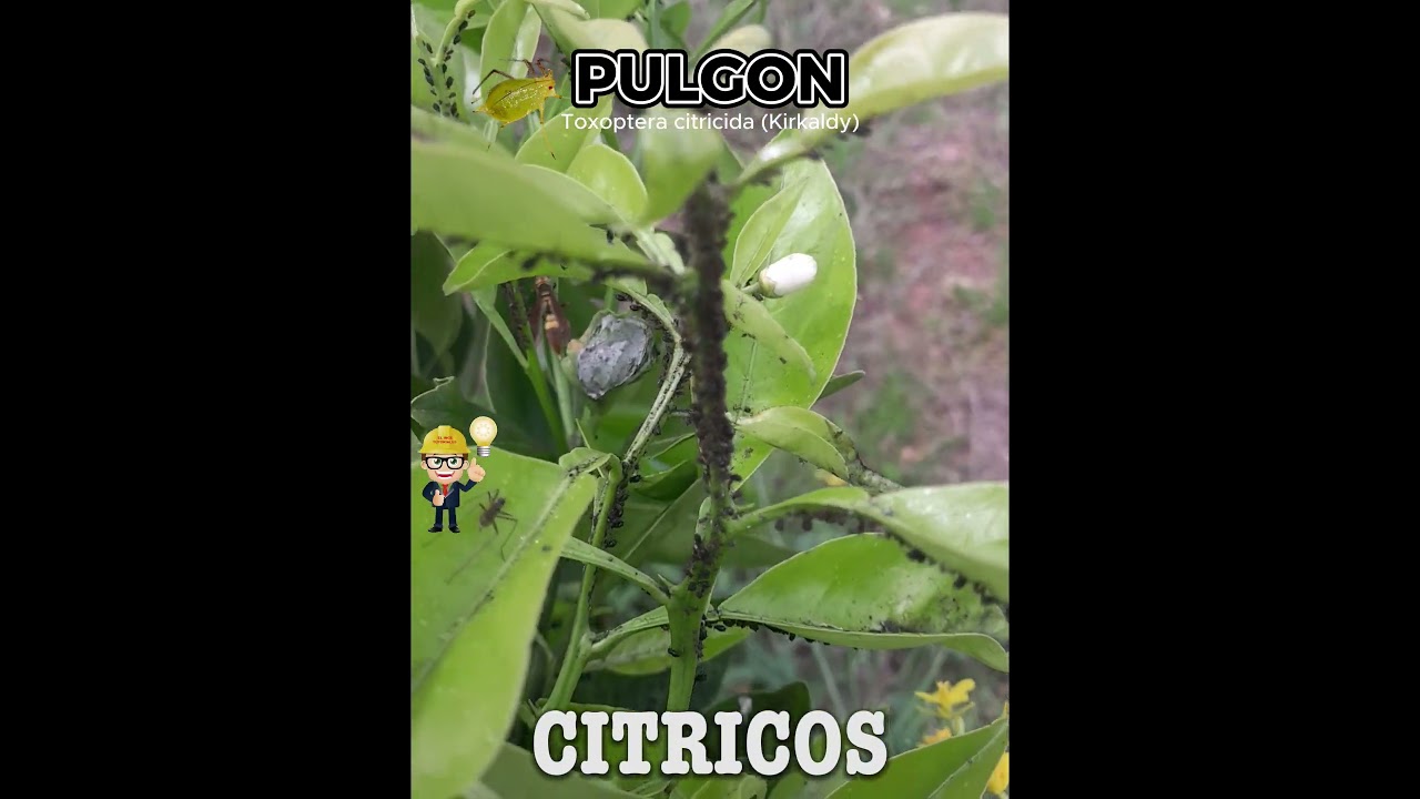 Pulgón de los cítricos Toxoptera citricida Kirkaldy