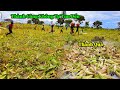 Công Đồng II Tại Sao Có Được Thành Quả Như Ngày Hôm Nay ? Hãy Nghe Bác Trưởng Bản Nói !