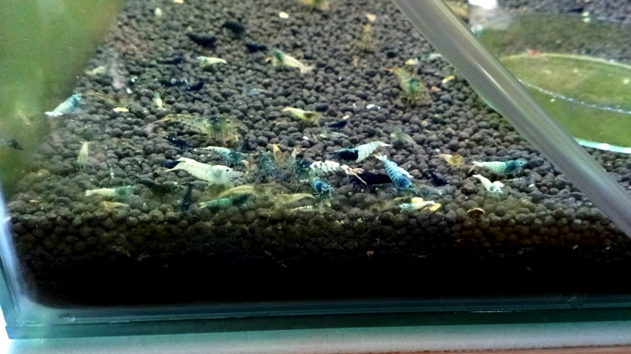 2 Shelves of my big Shrimp rack. - YouTube