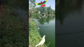 #viralvideo #kabootar #pigeon #goryoupage#