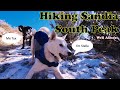 We try to Summit South Peak ABQ! Adventures with Stella and Tux. Puppies!