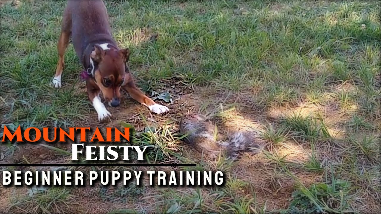 Squirrel Dog Training Puppy in the Park YouTube
