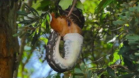 Python Devouring a large Red Possum