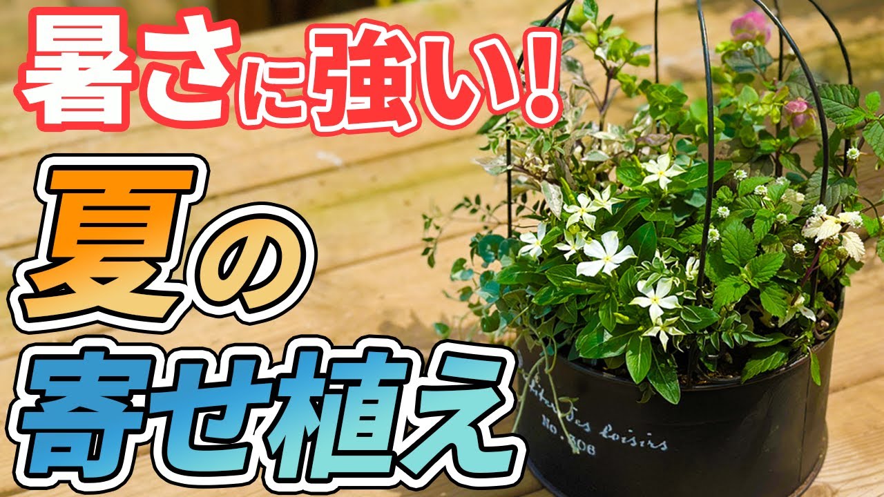 夏の寄せ植え】シーズン到来！！夏に楽しむ！ニチニチソウで寄せ植え