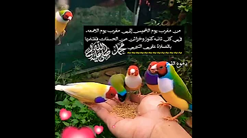 جمعه طيبه حالات واتس اب يوم الجمعه حالات واتس اب دينيه دعاء يوم الجمعة استوريات دينيه 
