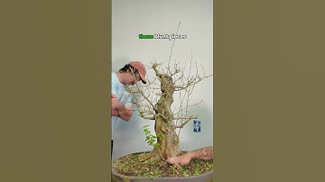 Part 4️⃣: Trident Maple Transformation 🍁