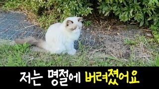 고양이 가족을 버리고 돌아선 사람, 발병이 안 났으려나 by 뽀글씨 544,933 views 7 months ago 10 minutes, 20 seconds