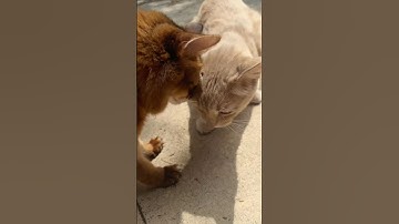 Cute Cat Date With Catnip and Treats #cats #shorts