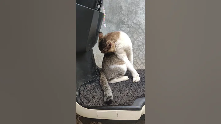 Watch the video about Cat bathing #videoshort #cat