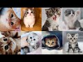 30 cute kitten dp  cute cat  wallpaperbeautiful cats