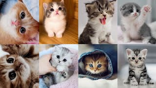 30 Cute Kitten dp | Cute cat  Wallpaper|Beautiful cats