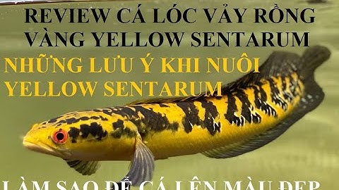 Cá cảnh An An | Cách nuôi, giới thiệu Cá Lóc kiểng chưa bao giờ hết hot Yellow Sentarum #cacanhanan