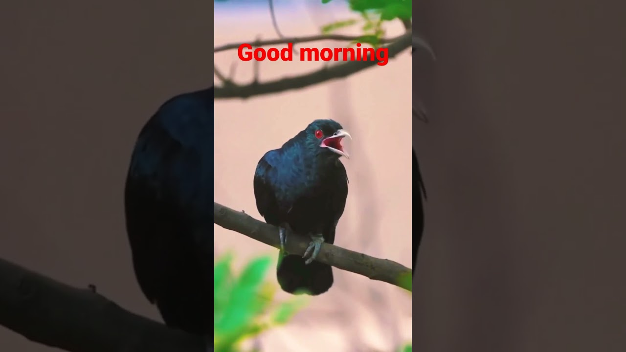 koel bird