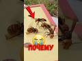 🐝 Что бывает когда шершни нападают на опытного пчеловода? #насекомые #природа #шершни