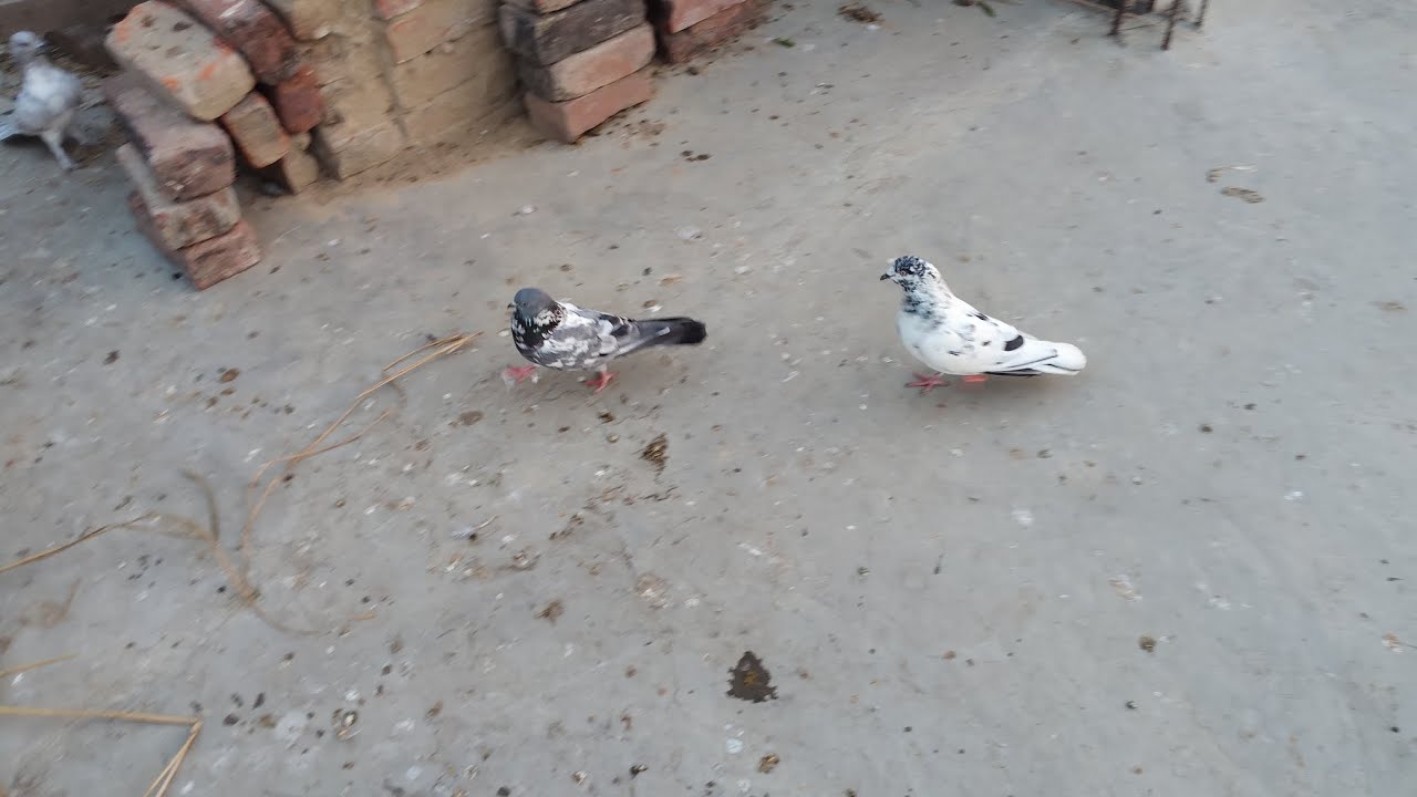 Hamare do kabutar fir se Ande dene per Lage hue hain pura video Dekhen