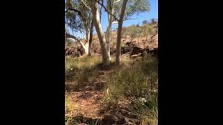 HIKING - PILBARA - BUSH - HAMERSLEY RANGE