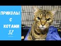 Смешные КОТЫ КОТИКИ КОТЯТА Приколы с животными #32