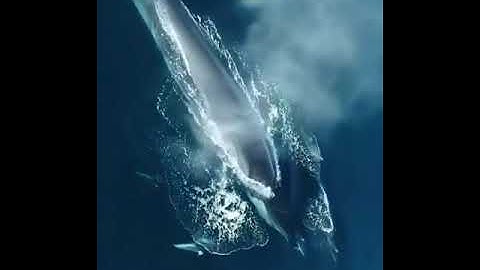 سورة المزمل للقارئ هشام الهراز