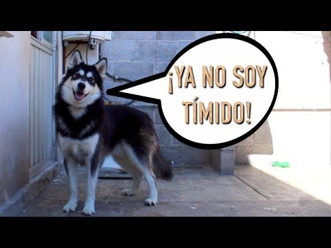 Video: Perros que son desconfiados y tímidos
