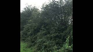 Managing hedgerows on tillage farms