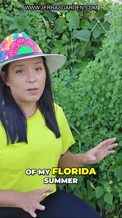 Download lagu Papalo: Cilantro's Soap-Free Cousin!