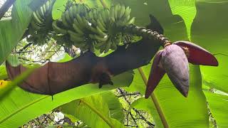 Bats are one of the most important misunderstood animals