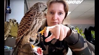 A kestrel named Kus (Bitey) eats a mouse and a little of me.