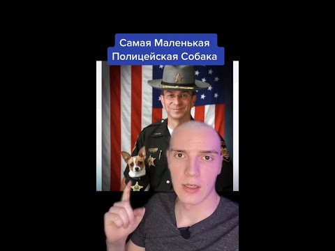 Собаку наградили героем войны..