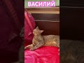 Васька кот тоже ищет свой дом 😻#котокафе #москва #shorts