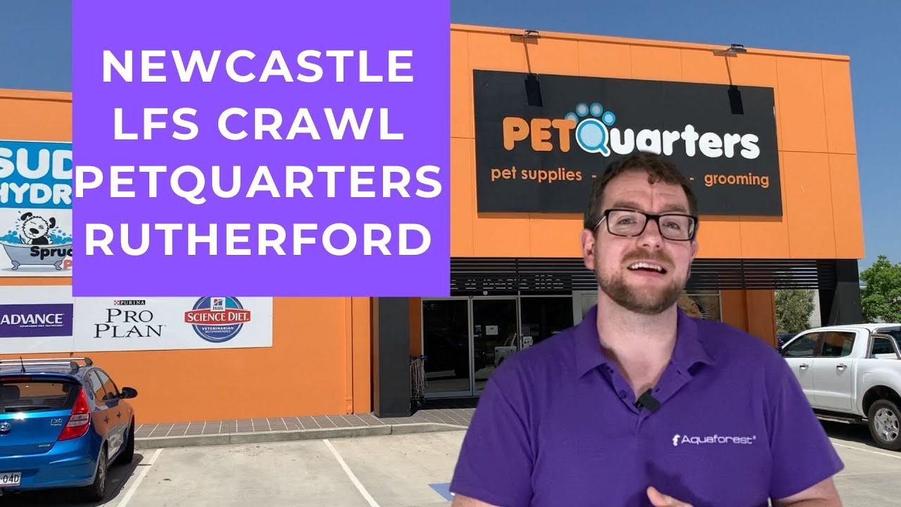 PetQuarters Rutherford Newcastle LFS Crawl YouTube