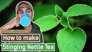 How to Make Stinging Nettle Tea | Bichu buti ka chai kaise banta hai? | बिच्छू बूटी की चाय screenshot 5