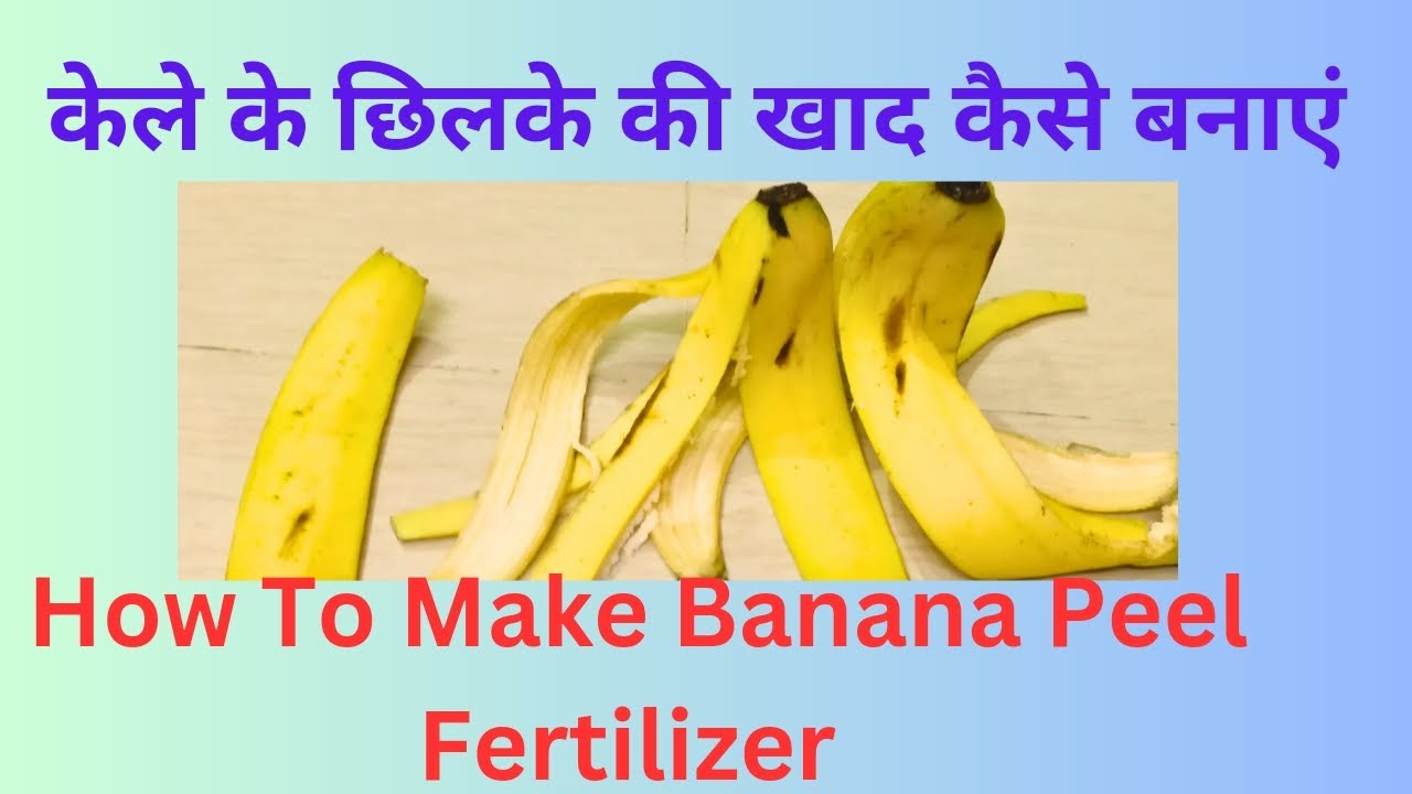 केले के छिलके की खाद कैसे बनाएं How To Make Banana Peel Fertilizer