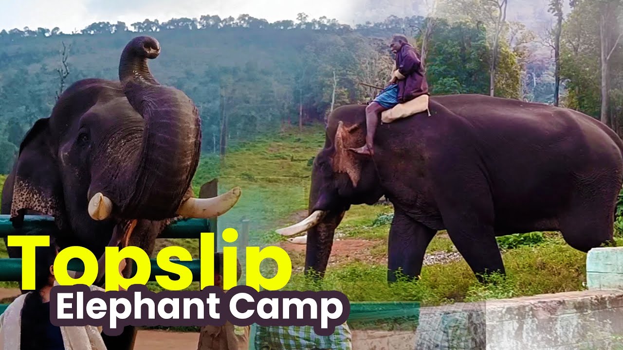 Topslip Tourism - Vinayaka Chathurthi was celebrated at Chinnar and  Kozhikamudhi elephant camps in Top Slip, Anamalai Tiger Reserve