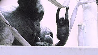 大きなパパを覗き込んで興味を示す赤ちゃんゴリラキンタロウ【京都市動物園】
