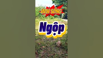 Đất Dầu Tiếng I Bán gấp lô view sông Sài Gòn cực đẹp #datdautieng