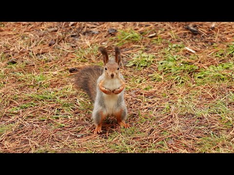 Видео: Funny squirrel found a nut