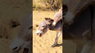 Loving my cute donkey 🥰🐴 #shorts #naturesounds