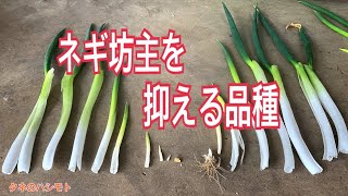 【ながねぎ】 N-305［ネギ掘取機］ | 川辺農研産業株式会社