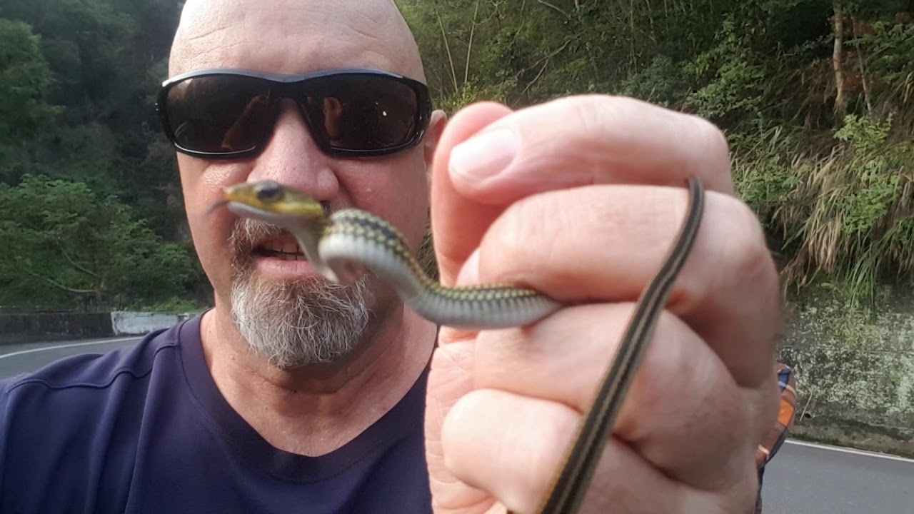 rat snake images Baby ratsnake (Ptyas dhumnades) in Baling, Taiwan