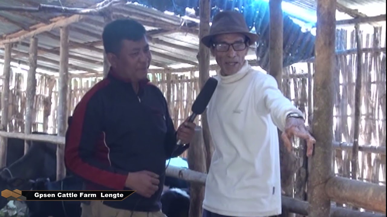 Gosen Cattle Farm Lengte