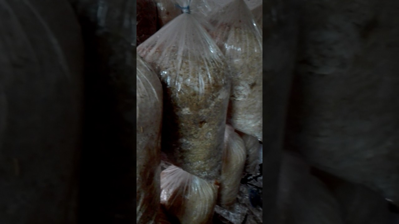 İstiridye mantarını asma şekli, şu anki hali YouTube