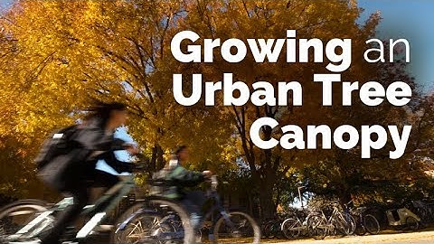 How UC Davis is Growing a Tree Canopy for Tomorrow