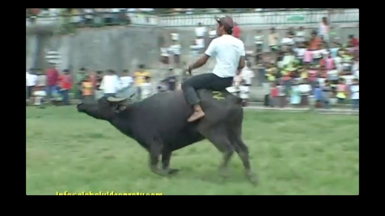 BUFFAL0 (CARABAO) RACING FILIPINO-STYLE, CEBU PHILIPPINES - YouTube