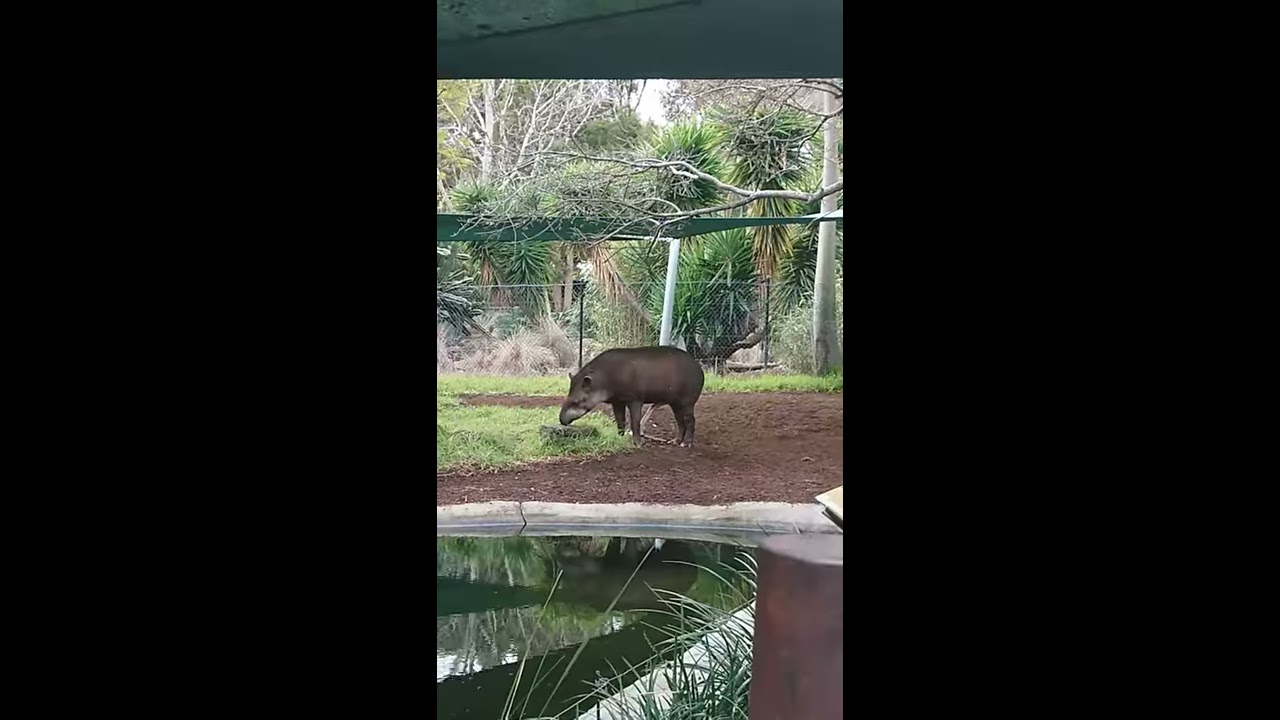Horny Tapir At Melbourne Zoo