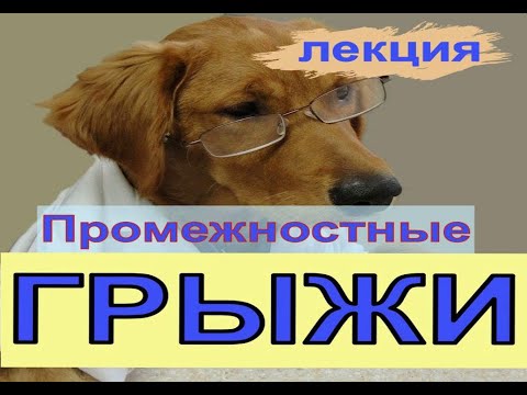 промежностные грыжи  у собак и котов / ветеринарная клиника