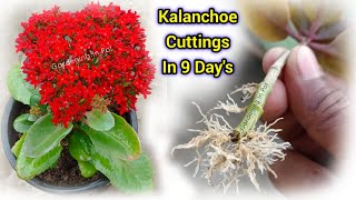 Kalanchoe Cuttings In 9 Days / Kalanchoe From Cuttings How To Grow / Kalanchoe Cutting Propagation